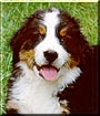 Scout