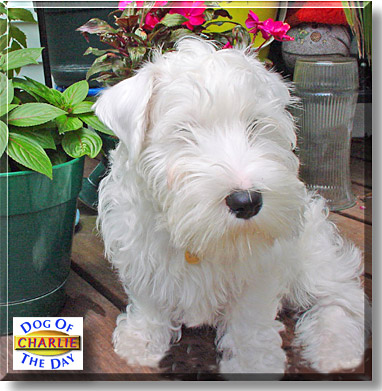 Charlie, the Dog of the Day