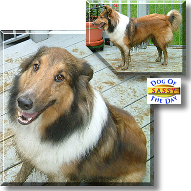 Sassy, the Dog of the Day