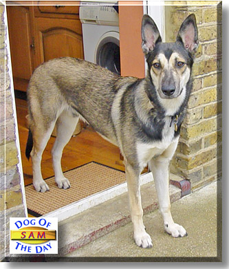 Sam, the Dog of the Day