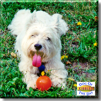 Kibbles, the Dog of the Day
