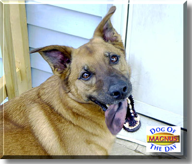 Magnus, the Dog of the Day