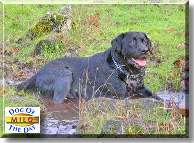 Milo, the Dog of the Day