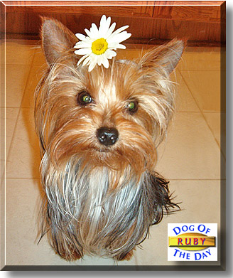 Ruby, the Dog of the Day
