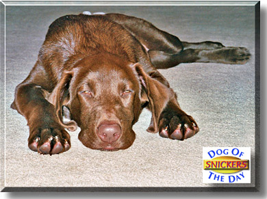 Snickers, the Dog of the Day