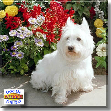 Wee Jock, the Dog of the Day