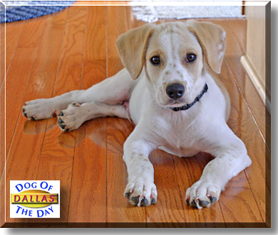 Dallas, the Dog of the Day