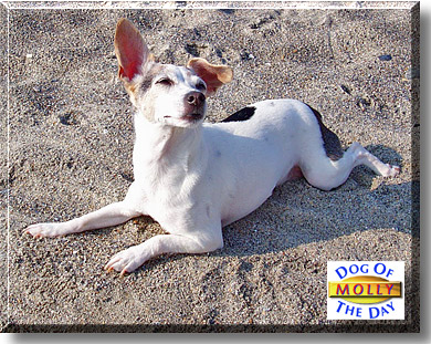 Molly, the Dog of the Day