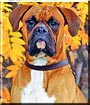 Bufford