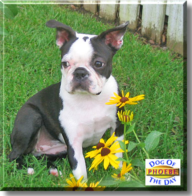 Phoebe Jane, the Dog of the Day