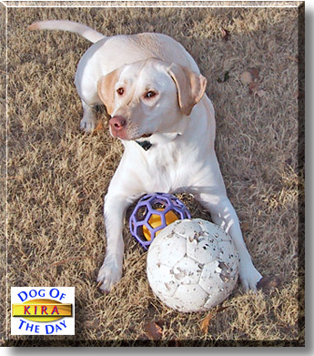 Kira, the Dog of the Day