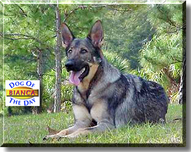 Bianca, the Dog of the Day