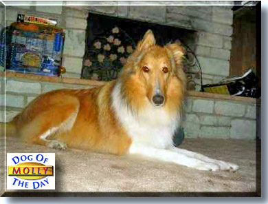 Molly, the Dog of the Day