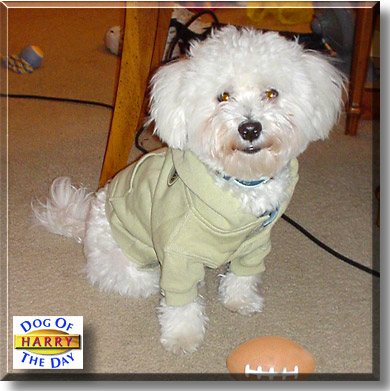 Harry, the Dog of the Day