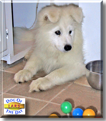 Lars, the Dog of the Day