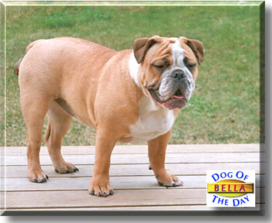 Bella, the Dog of the Day