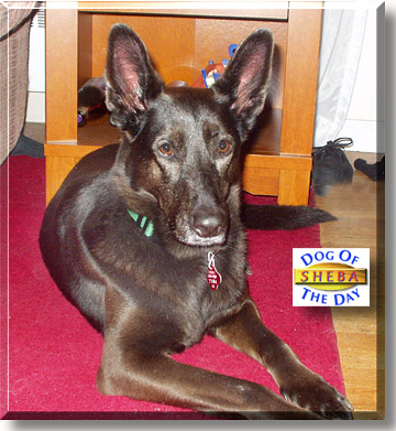 Sheba, the Dog of the Day