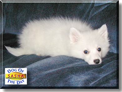Sasha, the Dog of the Day
