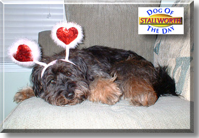 Stallworth, the Dog of the Day
