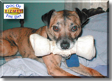 Kizmet, the Dog of the Day
