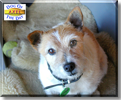 Axel, the Dog of the Day