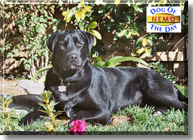 Nemo, the Dog of the Day