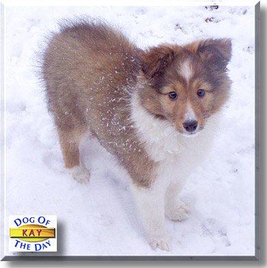 Kay Kay, the Dog of the Day