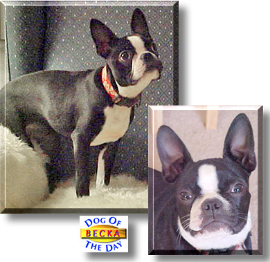 Becka, the Dog of the Day