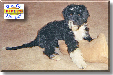 Ripley, the Dog of the Day