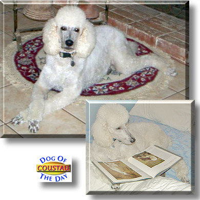 Coustau, the Dog of the Day