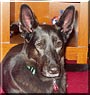 Sheba