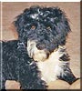 Ripley
