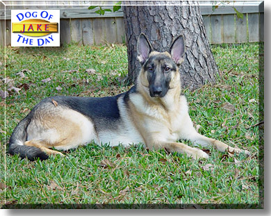 Jake, the Dog of the Day