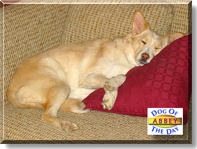 Abbey, the Dog of the Day