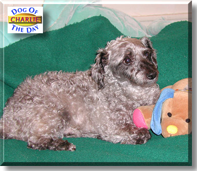Charlie Brown, the Dog of the Day