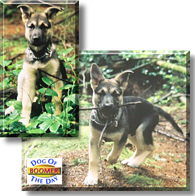 Boomer, the Dog of the Day