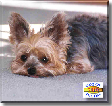 Cujo, the Dog of the Day