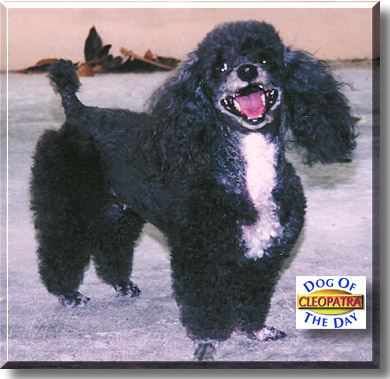 Cleopatra, the Dog of the Day