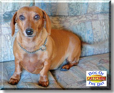Gretchen, the Dog of the Day