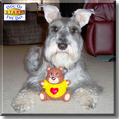 Starr, the Dog of the Day