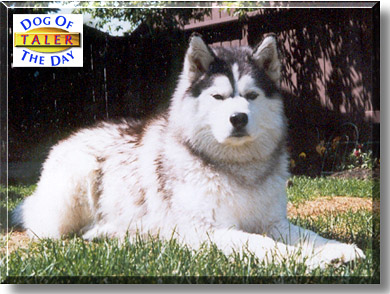 Taler, the Dog of the Day