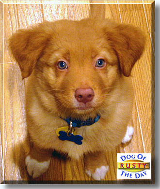 Rusty, the Dog of the Day