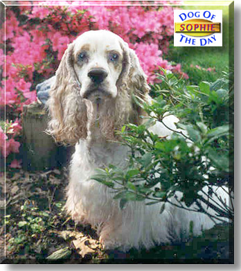 Sophie, the Dog of the Day