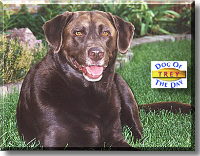 Trey, the Dog of the Day
