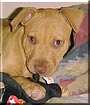 Brandy