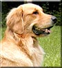 Sadie