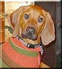 Bosley