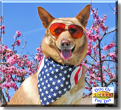 Sierra, the Dog of the Day