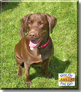 Amelia, the Dog of the Day