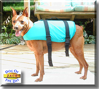 Zack, the Dog of the Day